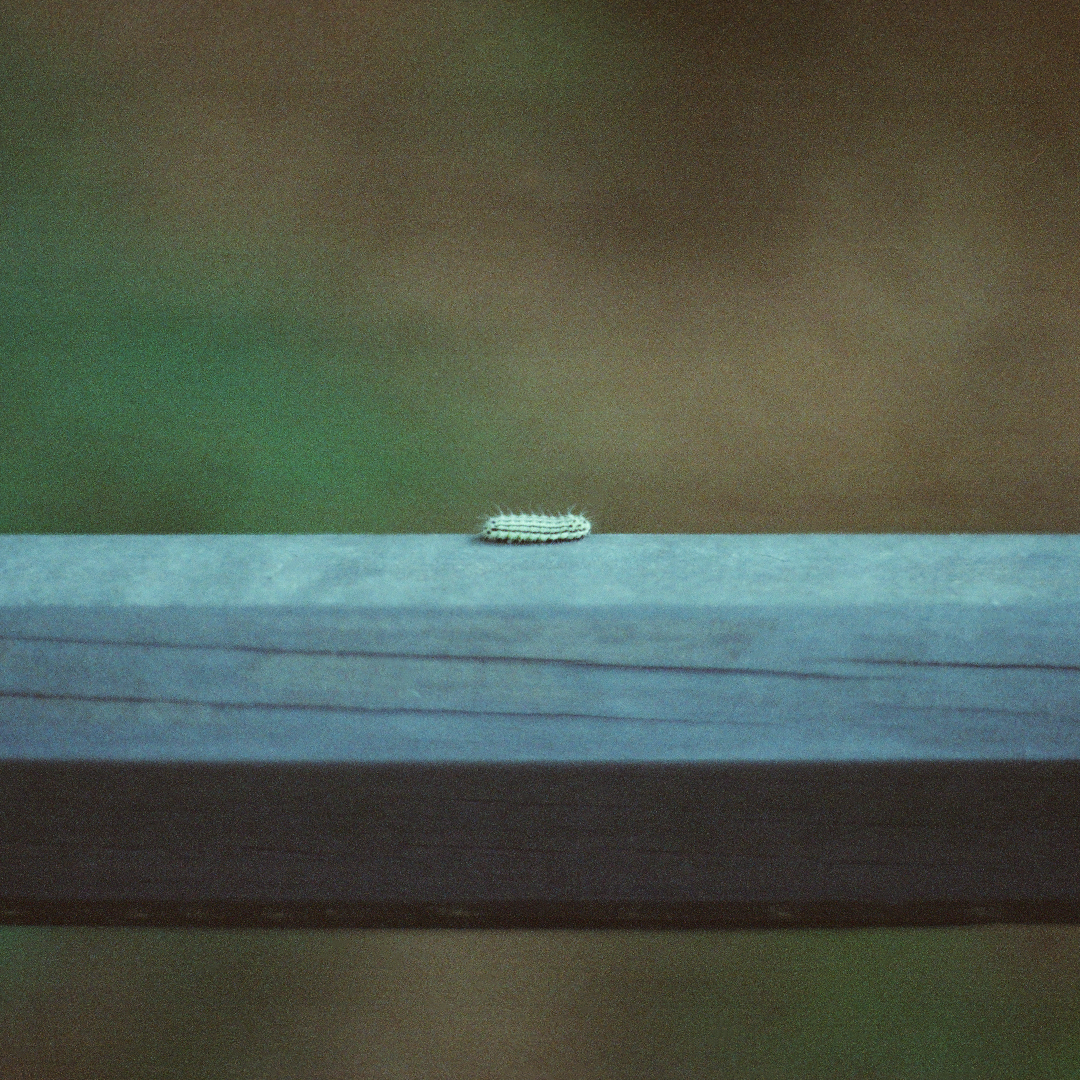 232 제걸음으로.png