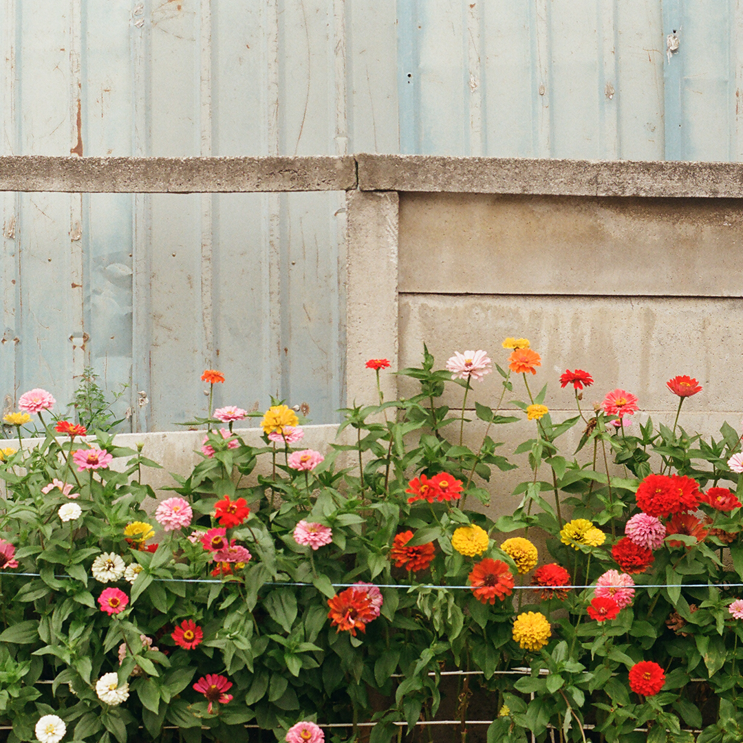 082 길꽃.png