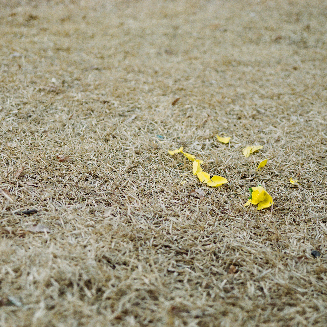 220 바스라진꽃잎.png