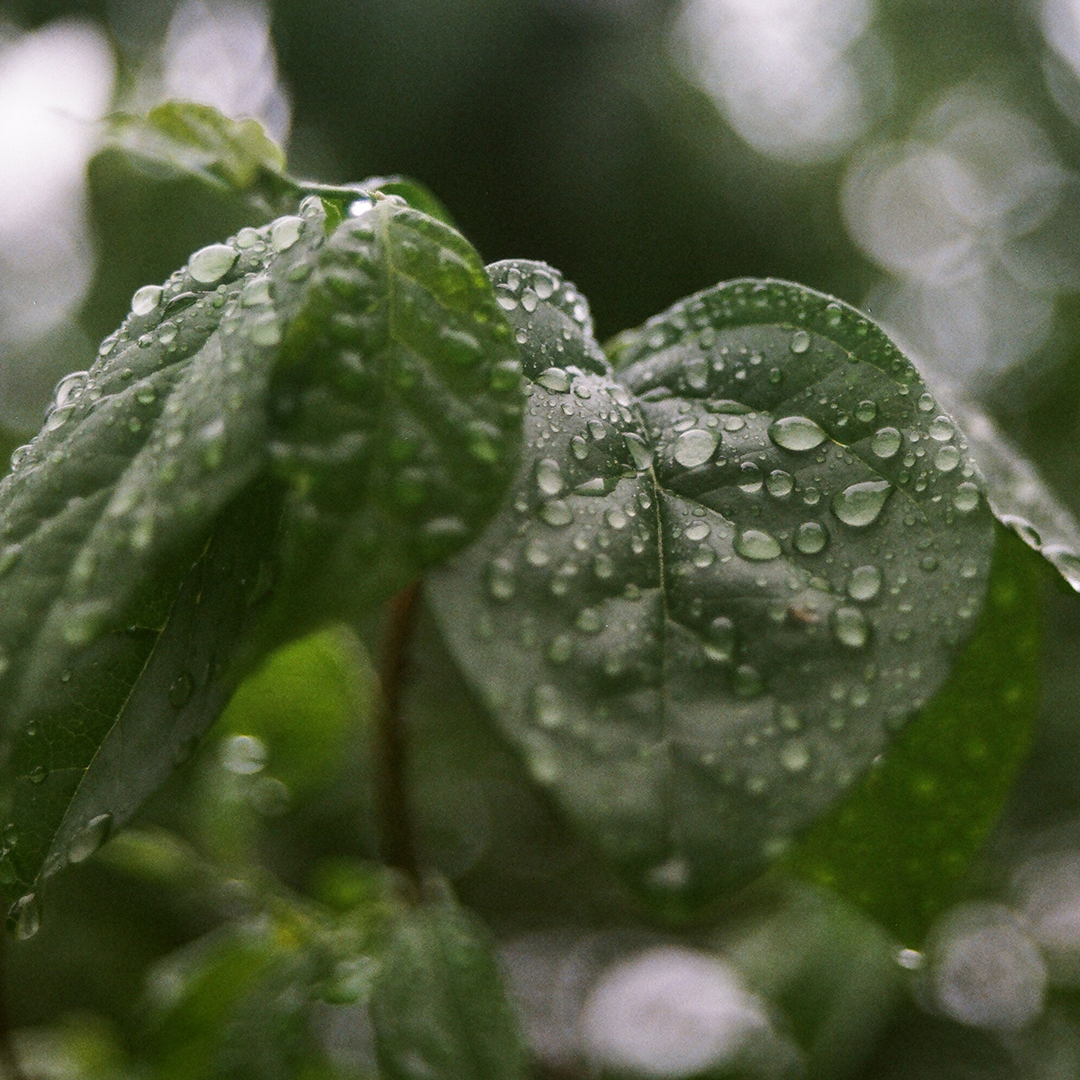 093 나뭇잎우산.png