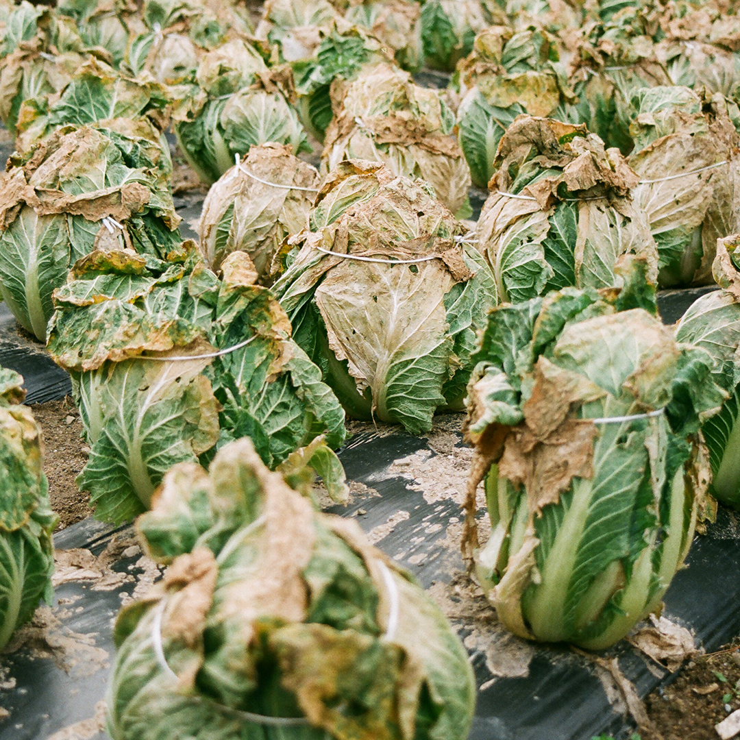 118 배추값금값.png