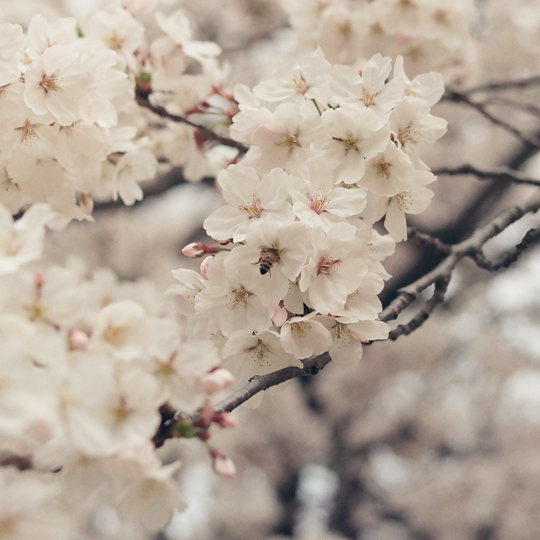 170 봄이온대.png