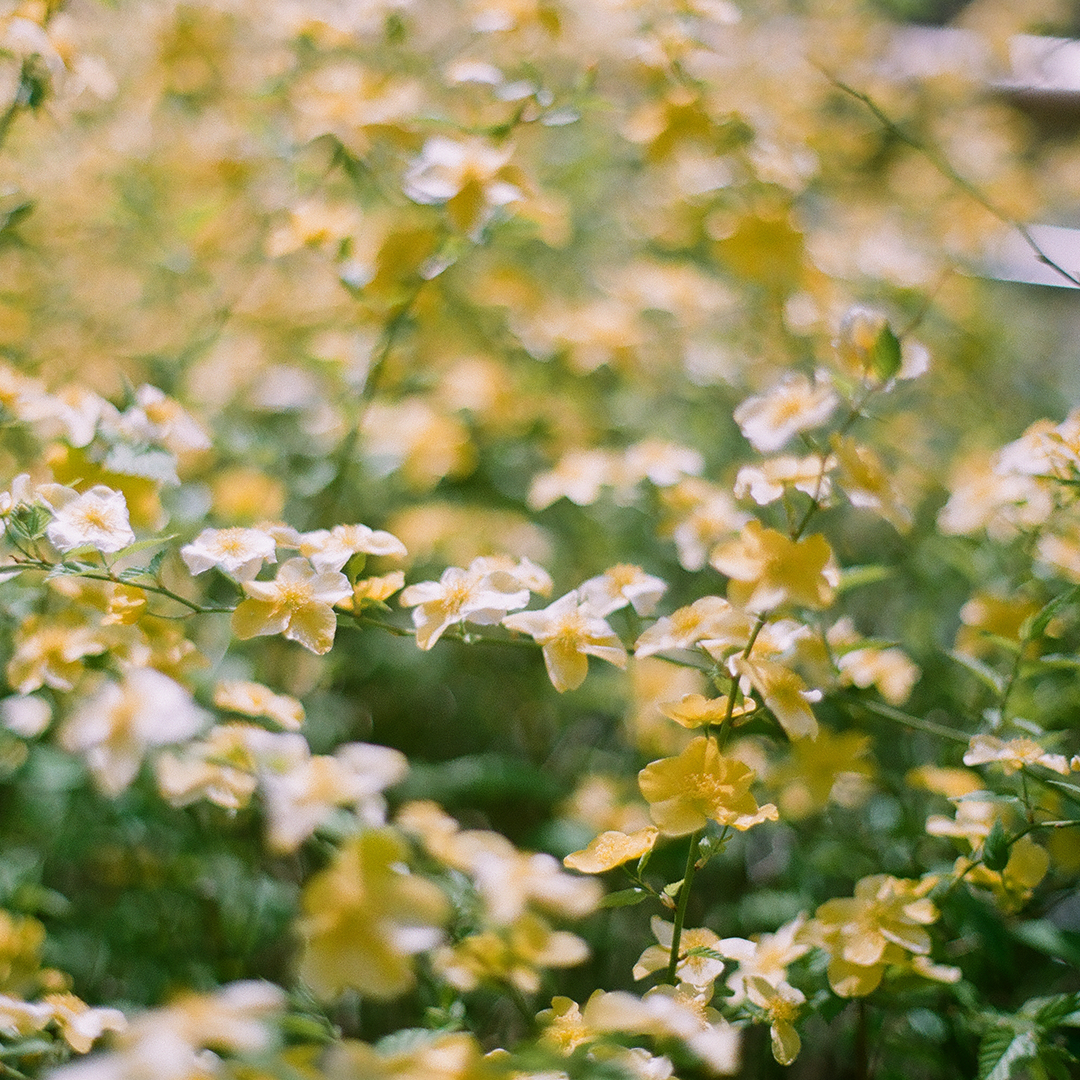 192 노란꽃.png