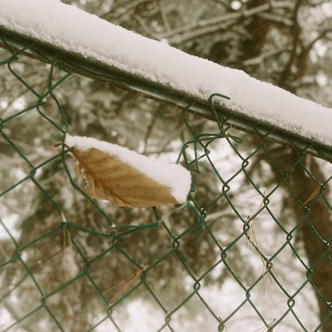 150 눈의무게-무슨미련으로겨울까지남아눈의무게까지감당하는가.png