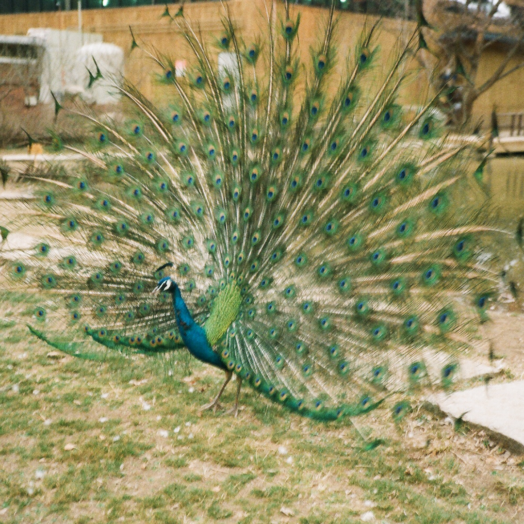 153 공작의날개.png