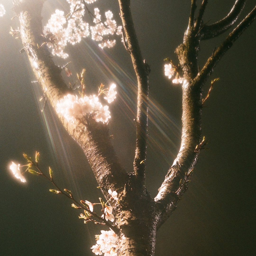 065 봄비봄꽃.png