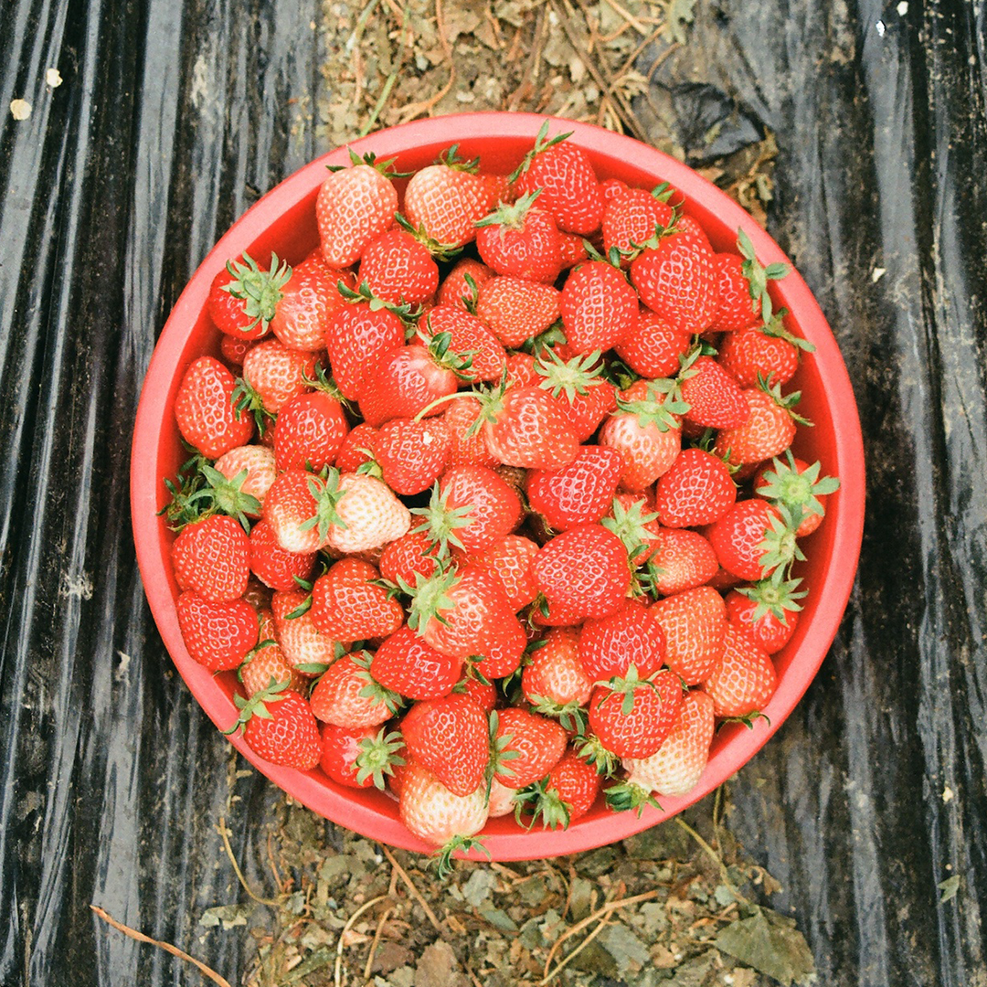 169 딸기는맛있어.png