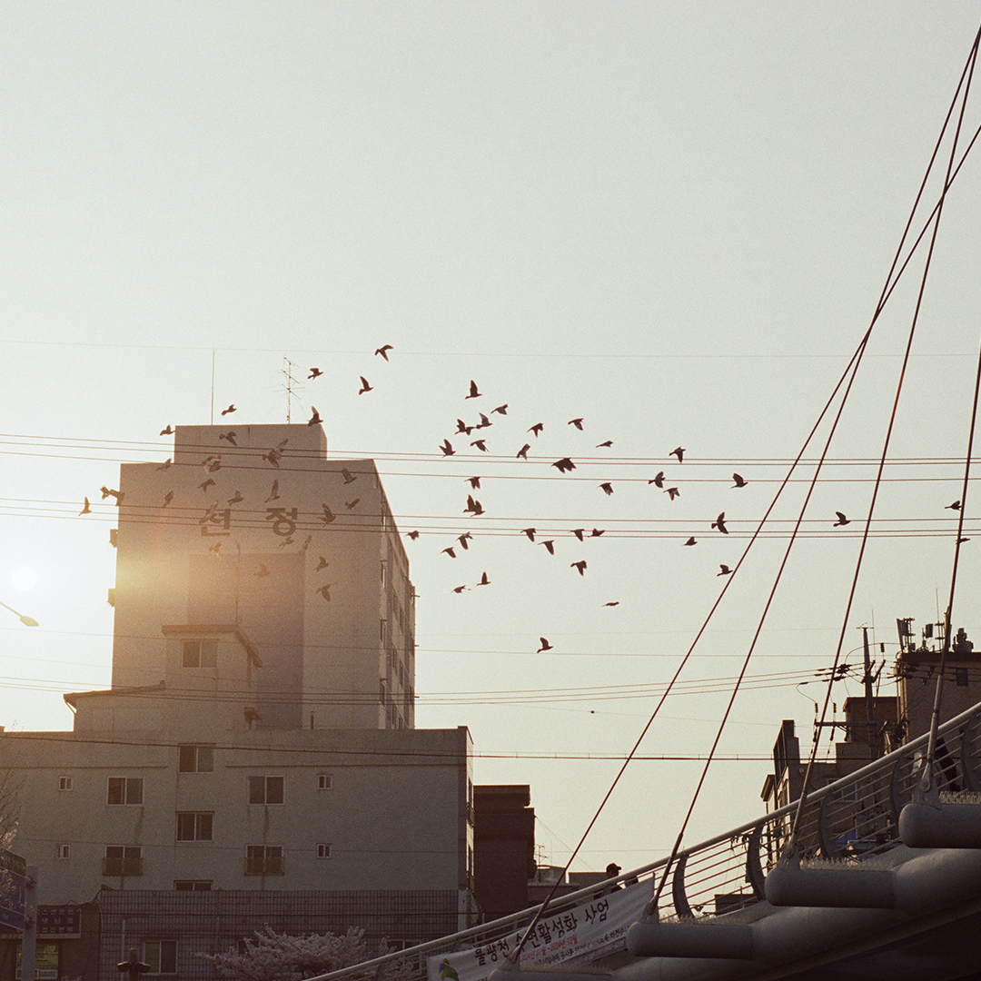 113 비둘기날다.png