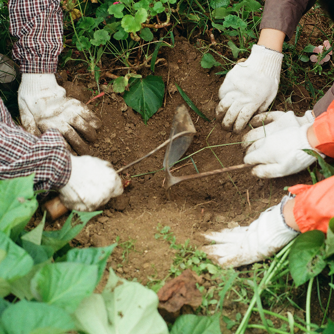 092 하지감자.png