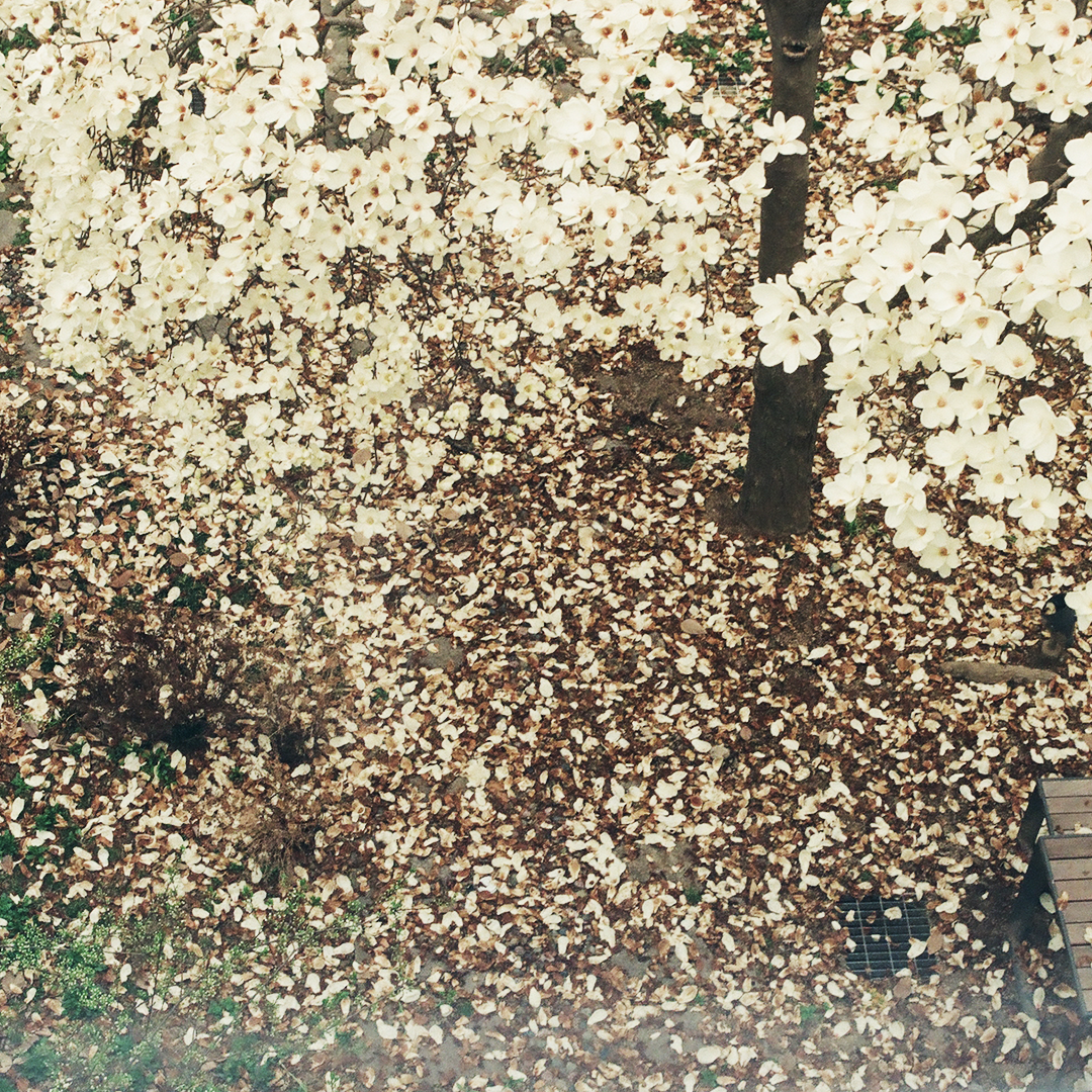 003 목련엔딩.png