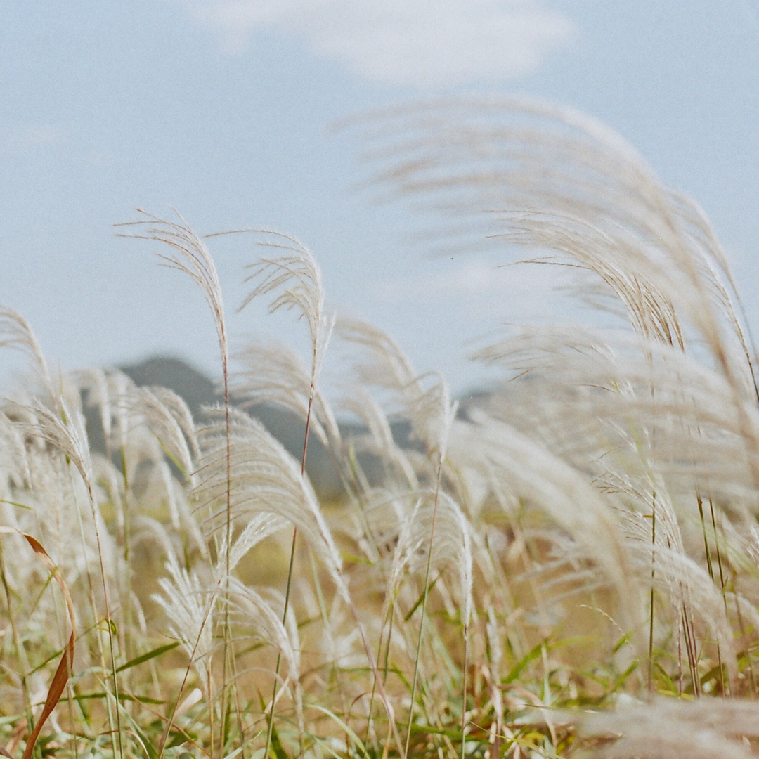 219 갈대.png