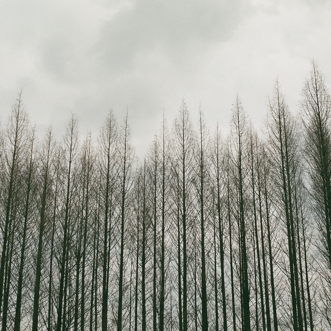 189 울울창창.png