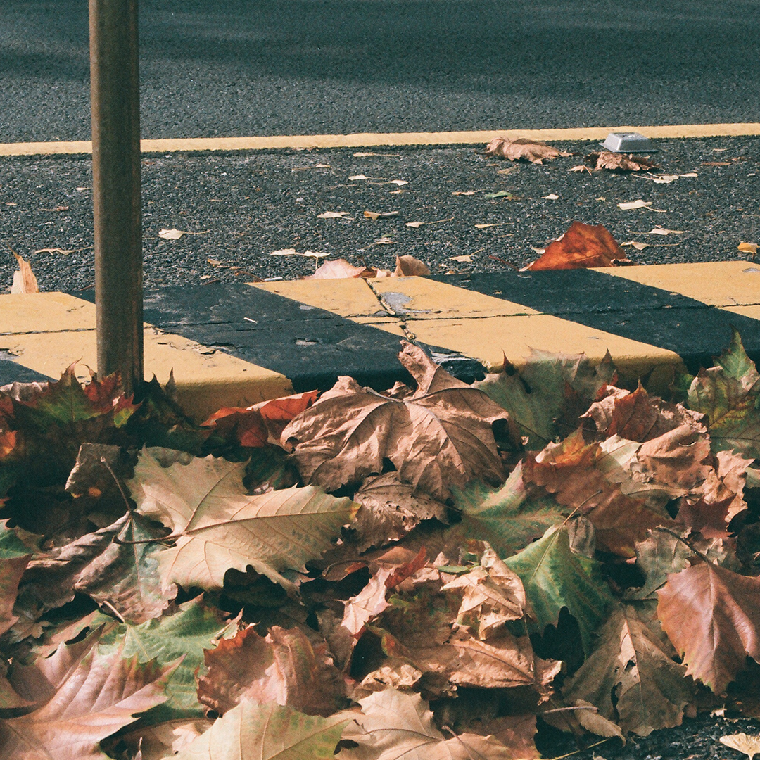 240 낙엽은어디로갈까.png