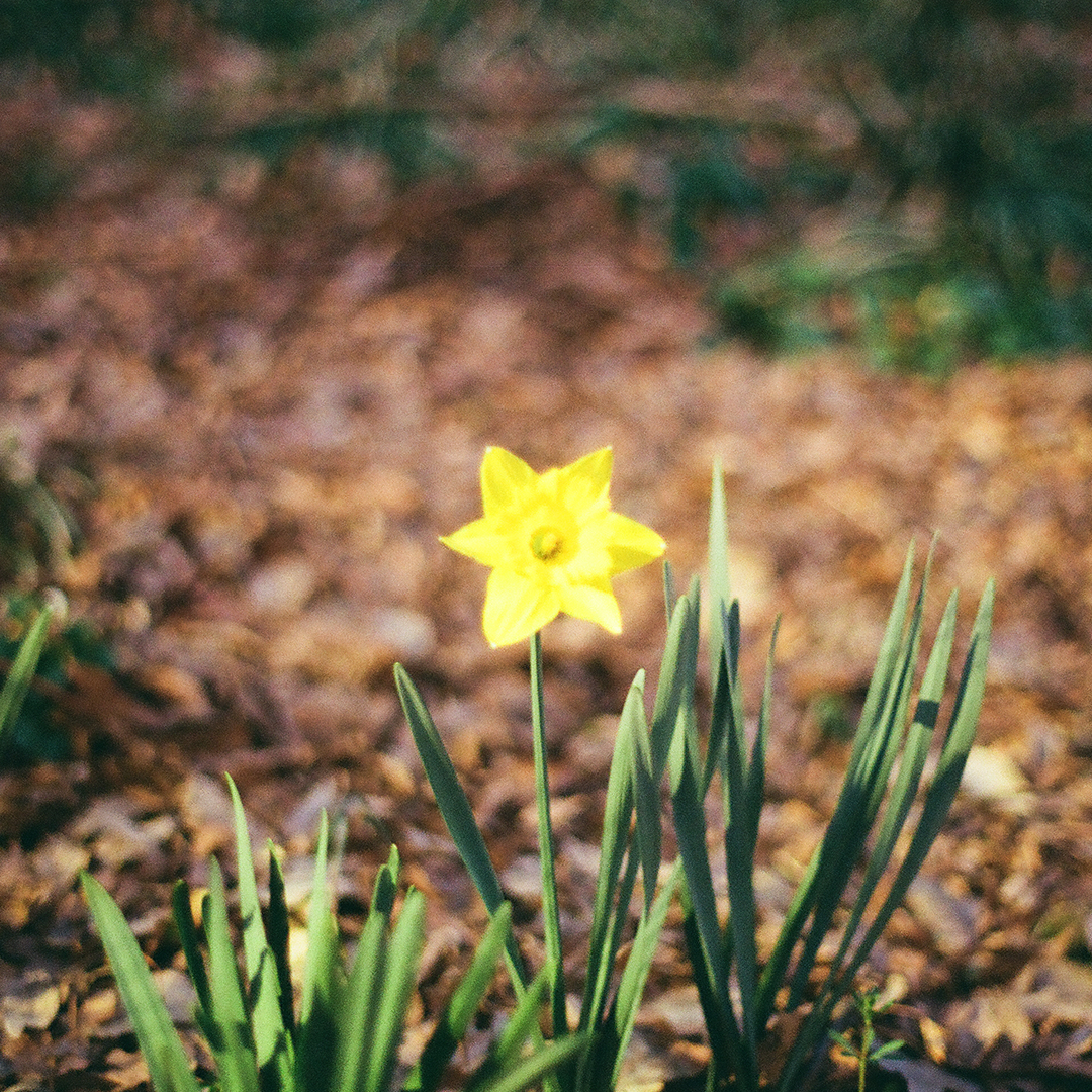 235 별꽃.png