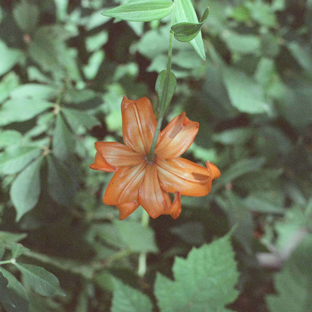 200 꽃의뒤.png