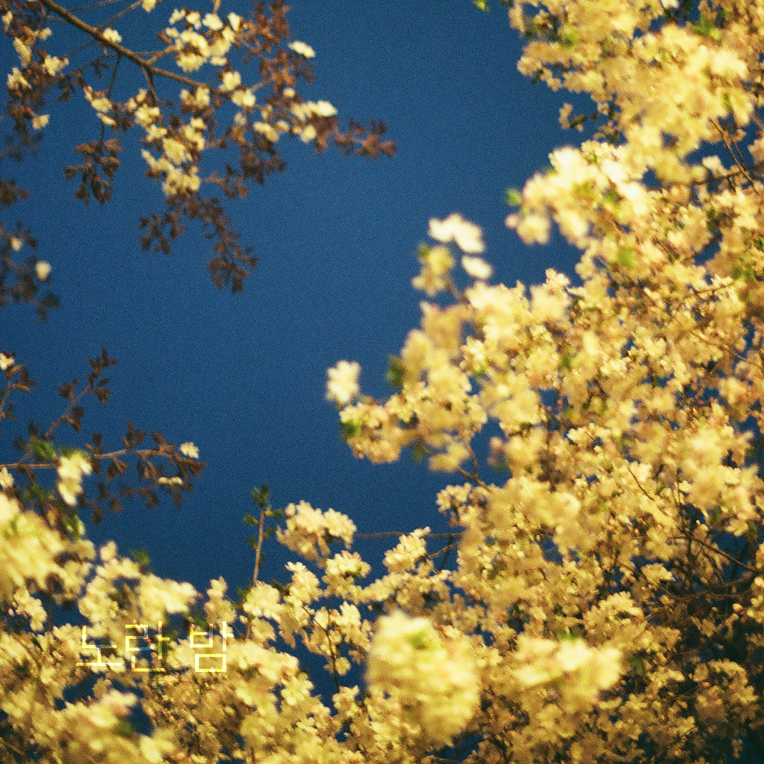 211 노란밤.png