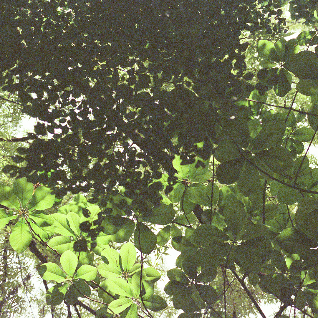 116 나무아래서.png