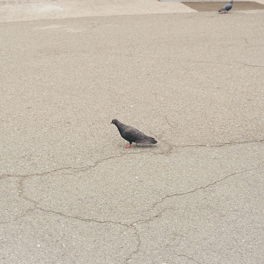 213 비둘기.png