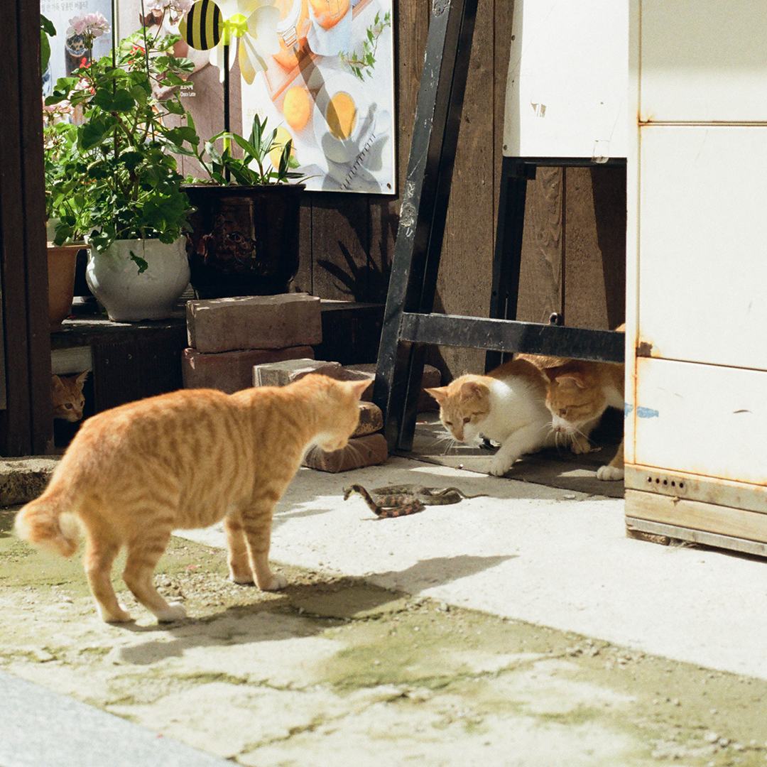 153 뱀조심.png