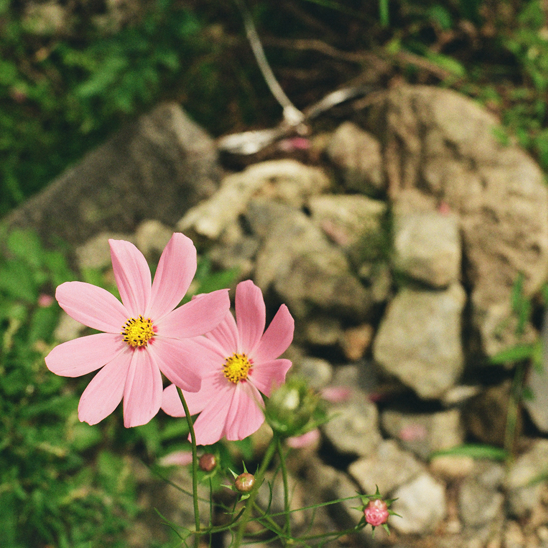 229 그꽃같아라.png