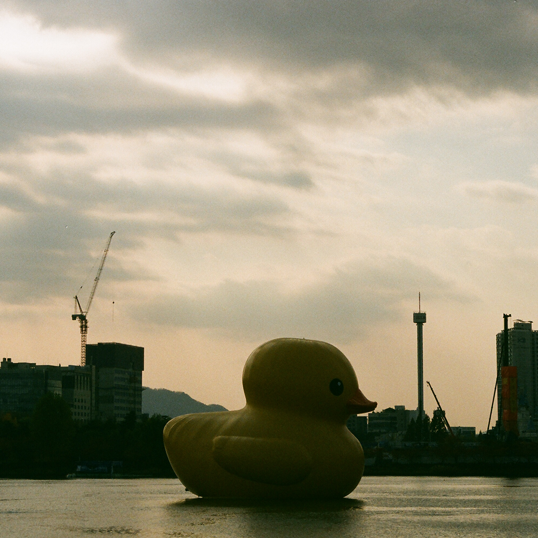 230 러버덕.png