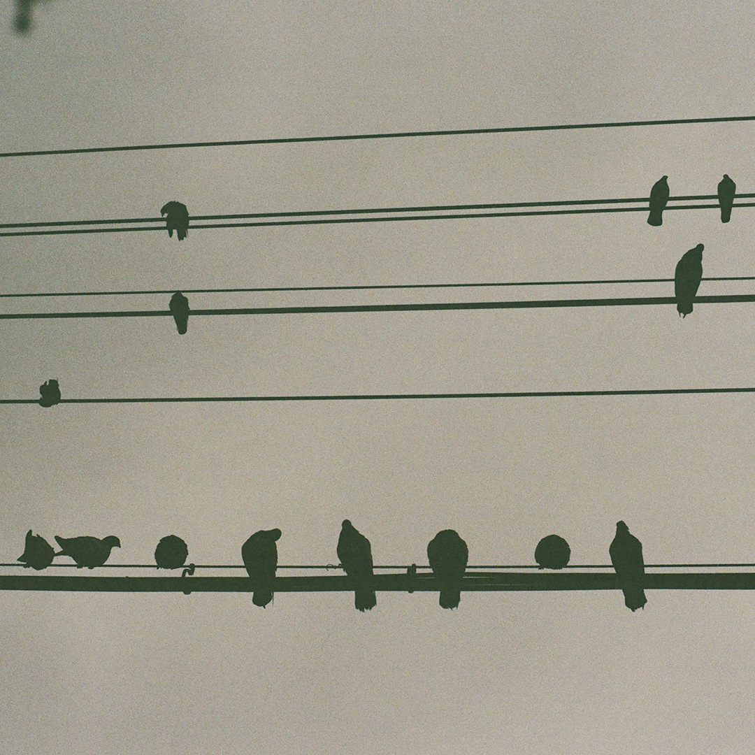 143 비둘기도춥다.png