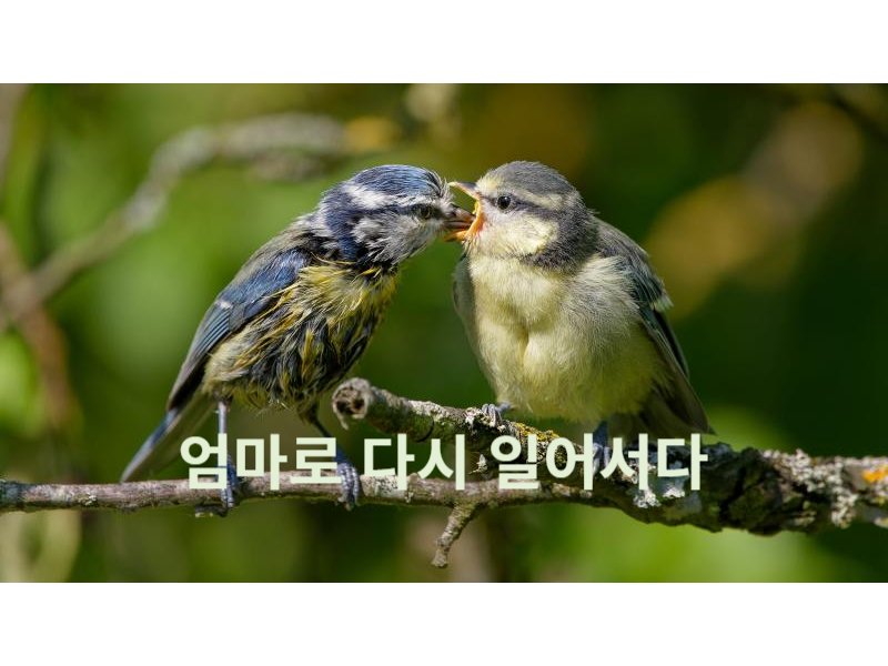 제목을 입력해주세요_-001 (4).png