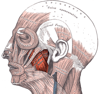 330px-Gray378_%28masseter_highlight%29.png