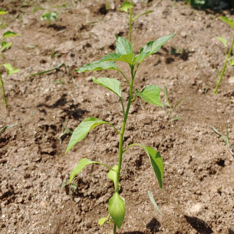 2025-11-27 12 44 35.png