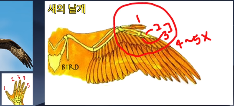 새_날개뼈.png