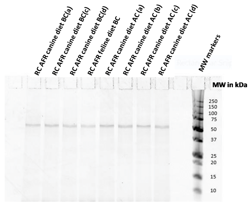 Protein-electrophoresis-of-different-production-lots-of-Royal-Canin-Anallergenic-canine.png