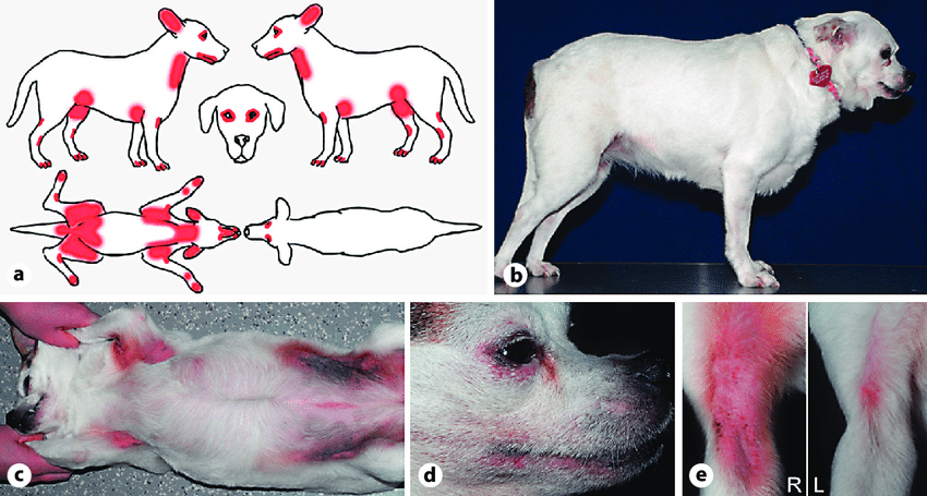 Canine-atopic-dermatitis-a-Diagram-showing-the-distribution-of-skin-lesions-red-in.png