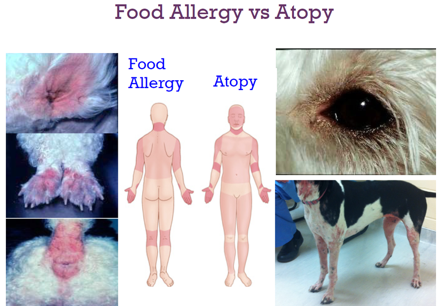 Food_allergy_vs_atopy.png