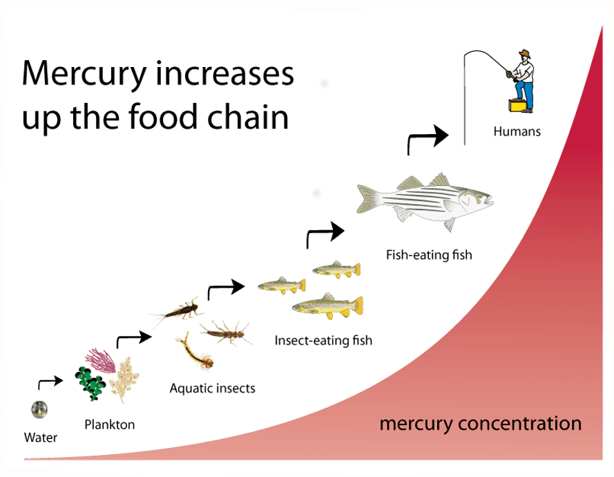 Mercury-contamination-through-food-chain-889x690.png