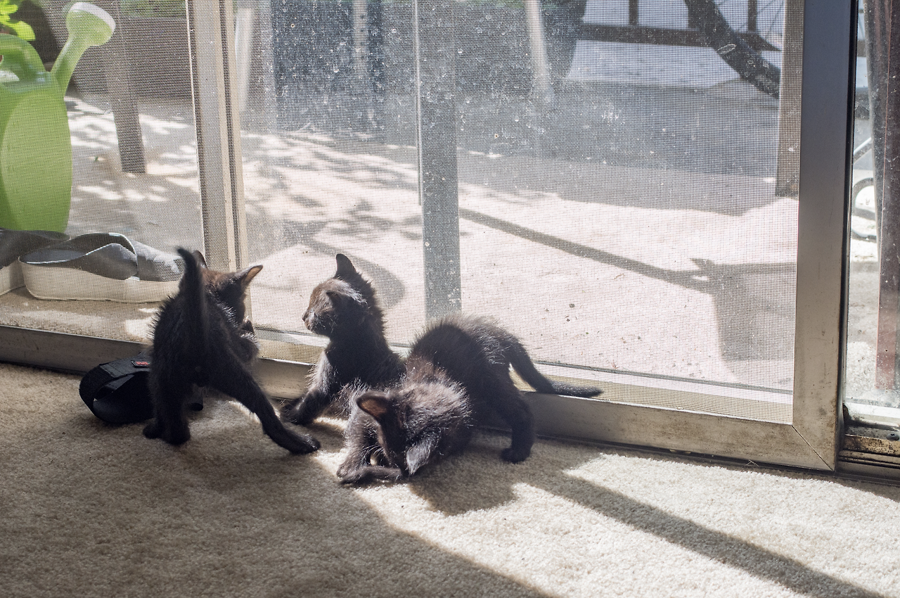 Screen Shot 2020-05-30 at 11.55.18 AM.png