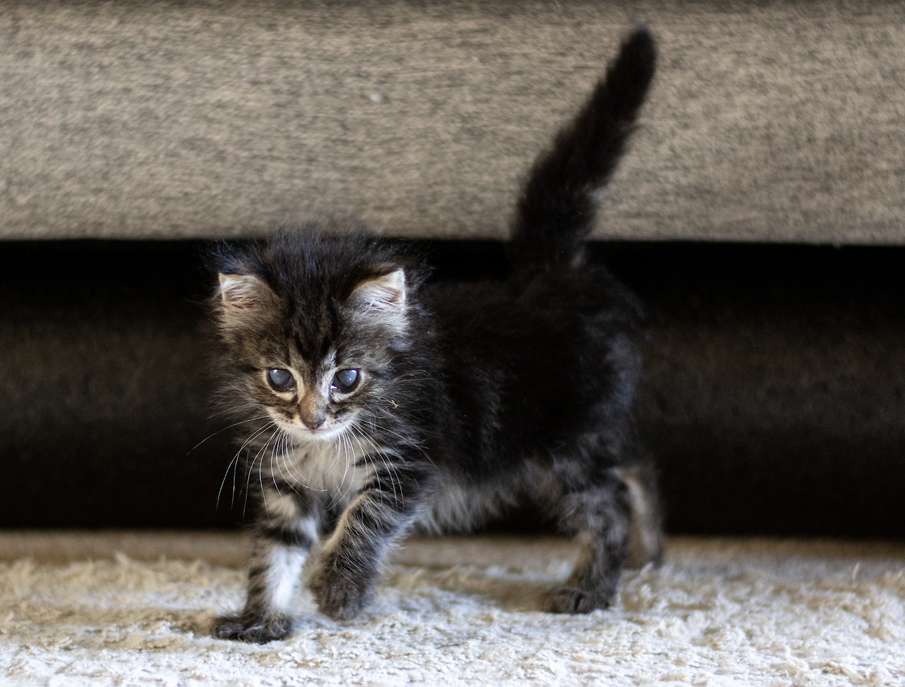 Screen Shot 2021-02-16 at 6.33.04 PM.png