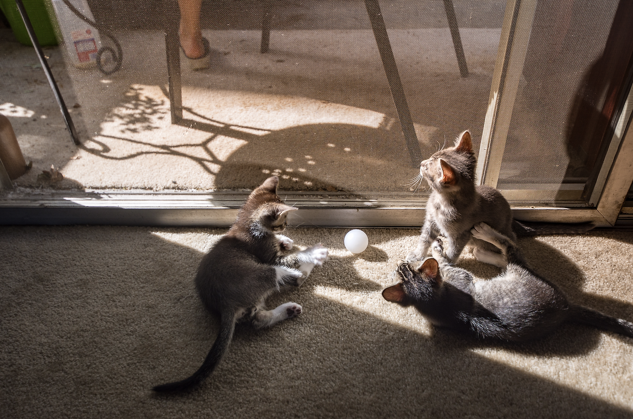 Screen Shot 2020-05-30 at 11.55.11 AM.png