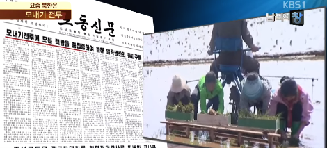 북한 모내기전투.png