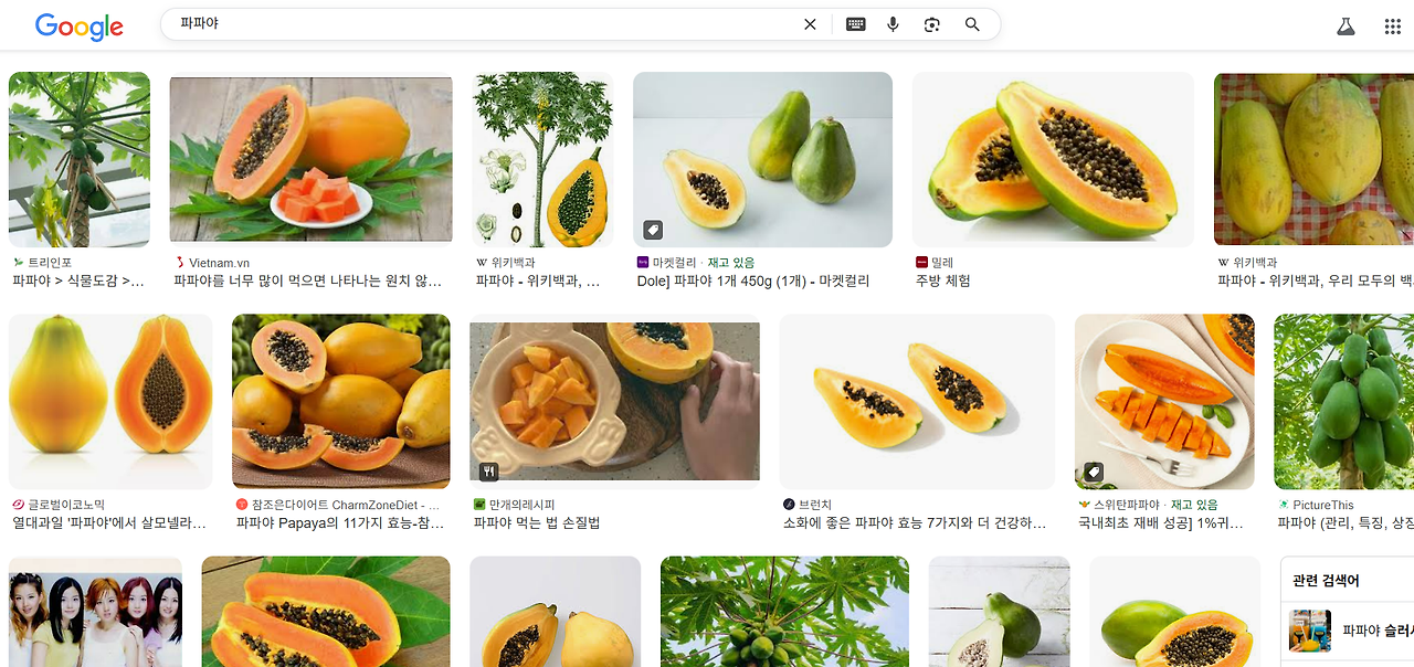 파파야 구글.png