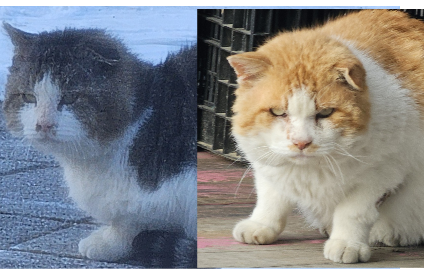 셋째기와 치째기.png