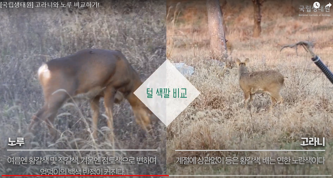 노루와 고라니.png