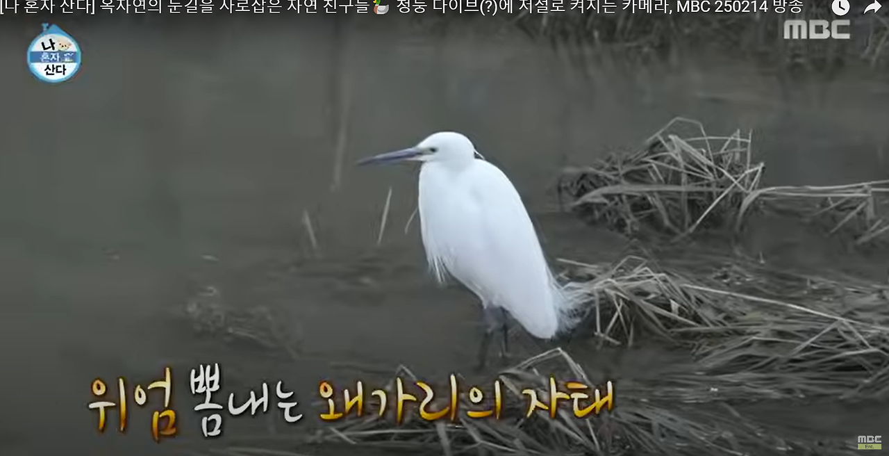 옥자연 왜가리3.png