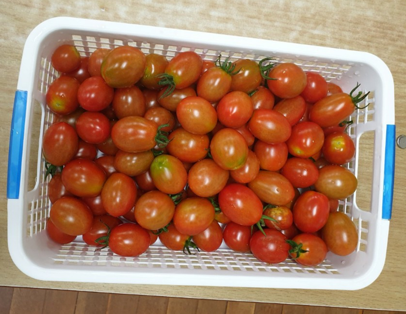 토마토 농사.png