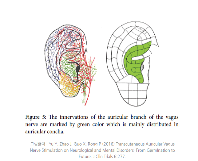 귀 미주신경.png