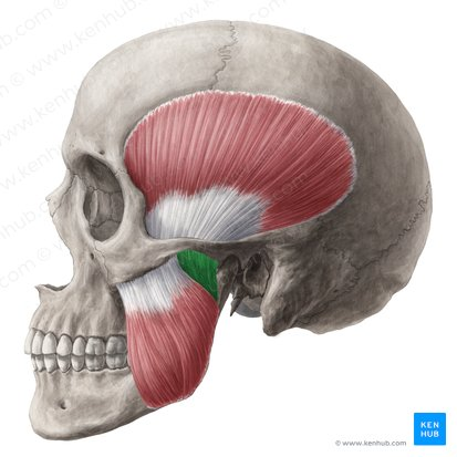 kUsSulb9IID67NZISCiTA_Masseter_muscle_-_pars_profunda_01.png