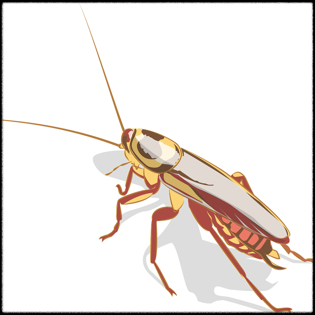 cockroach-5796611_1280.png
