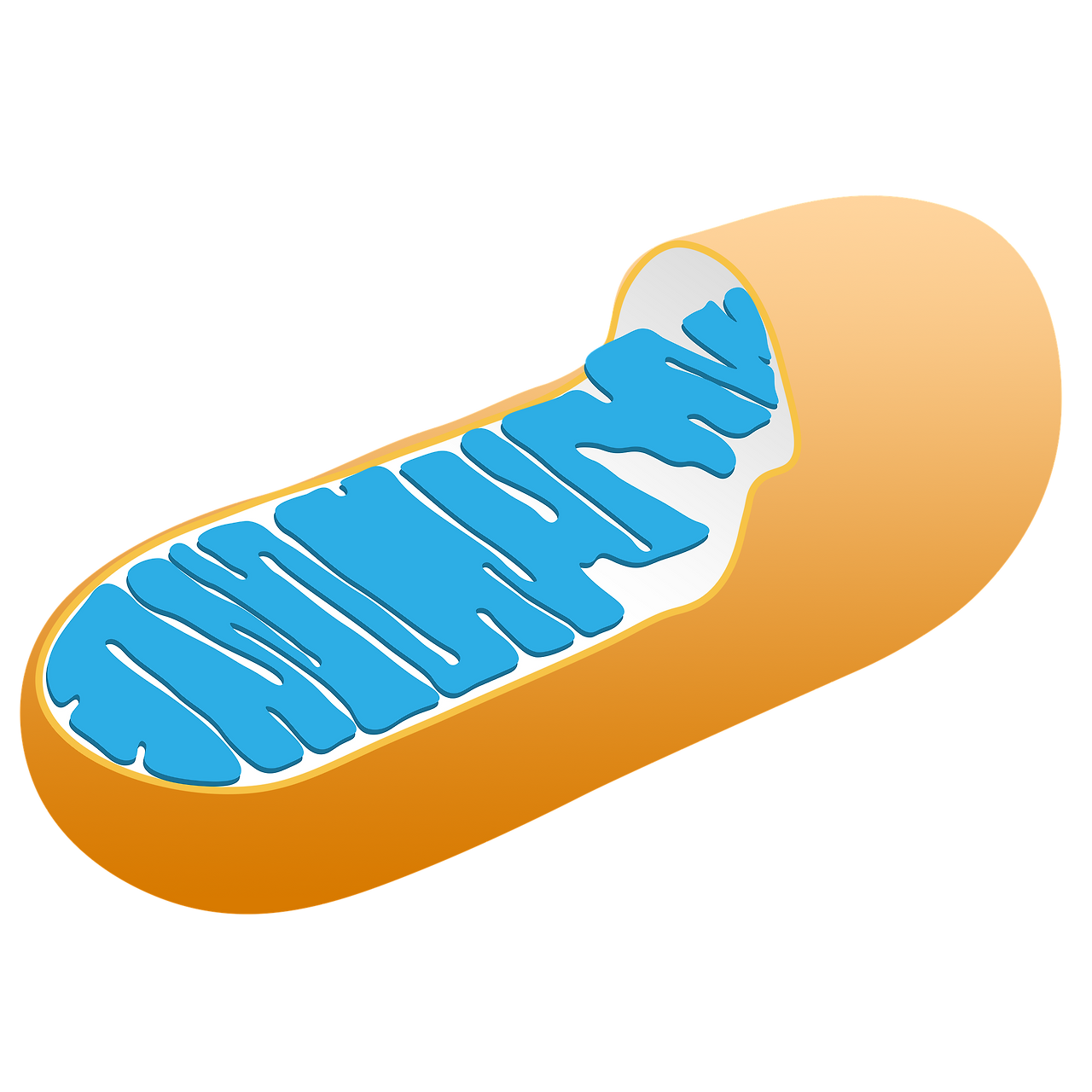 mitochondria-3016868_1920.png