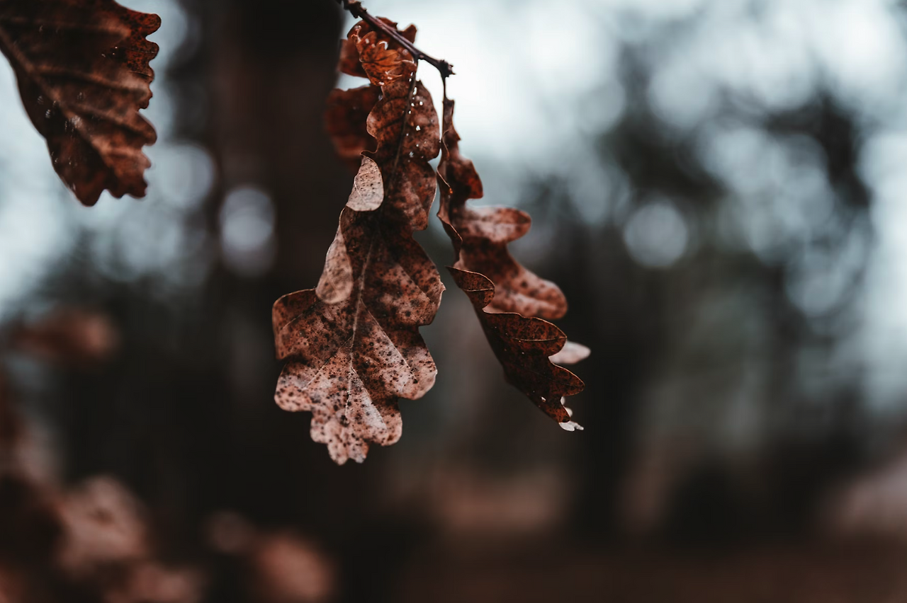 Screenshot 2025-03-06 at 11.01.11 AM.png