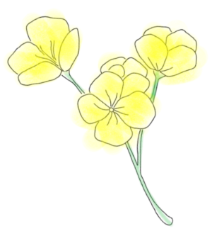 유채꽃.png