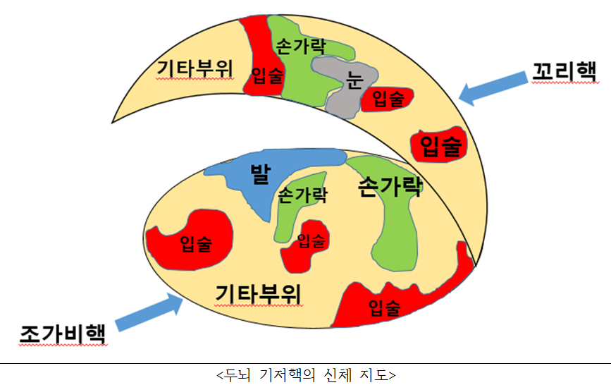 두뇌기저핵의신체지도.png